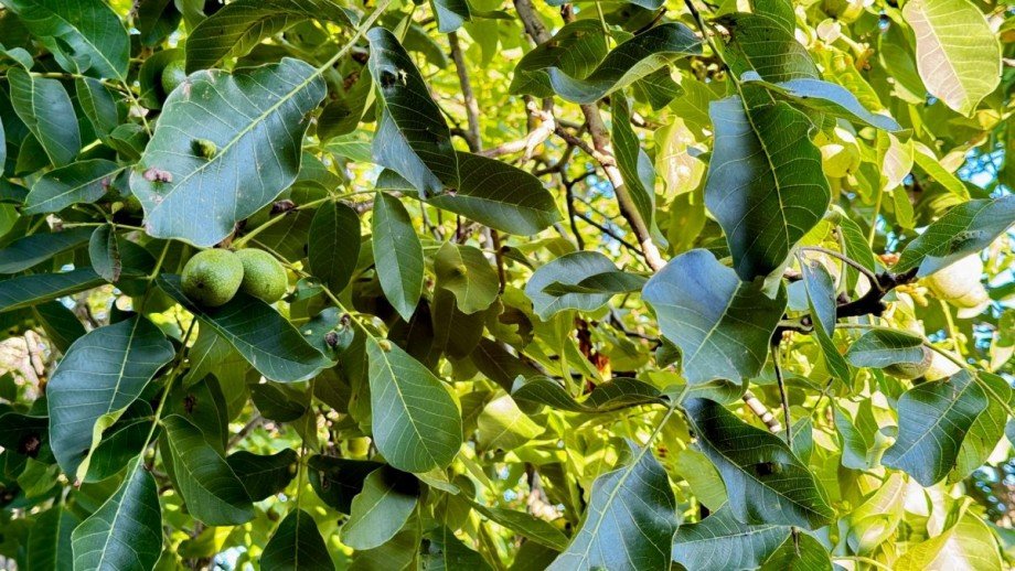 gro�er Wallnussbaum im Garten Einfamilienhaus K�nnern